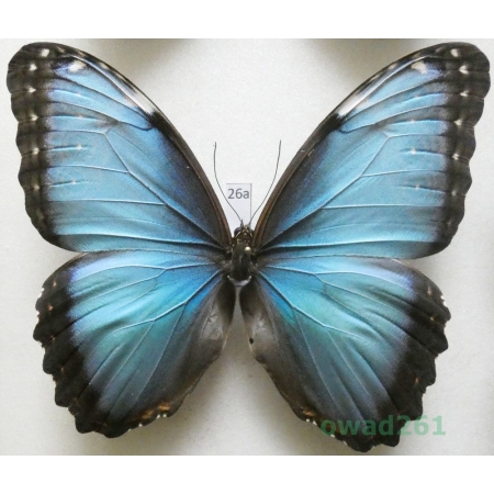 Morpho peleides Kollar, 1850 male Columbia 111mm26a